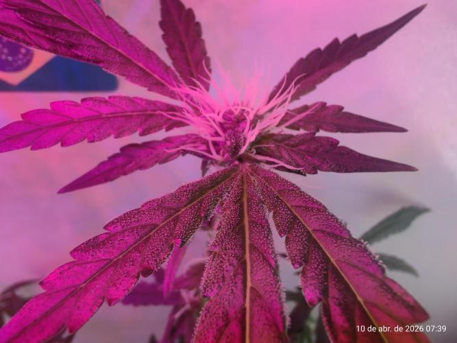 Skittles Pie. Week 12