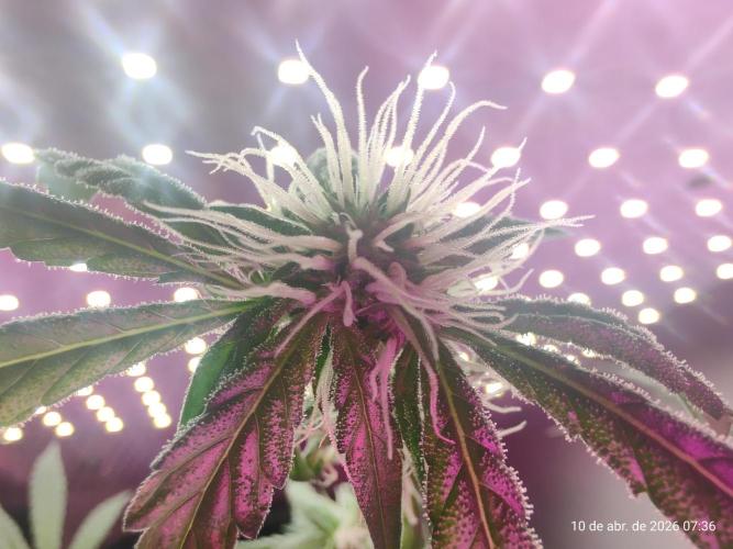 Skittles Pie. Week 12