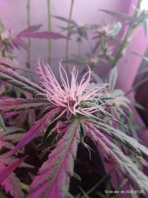 Skittles Pie. Week 12
