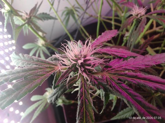 Skittles Pie. Week 12