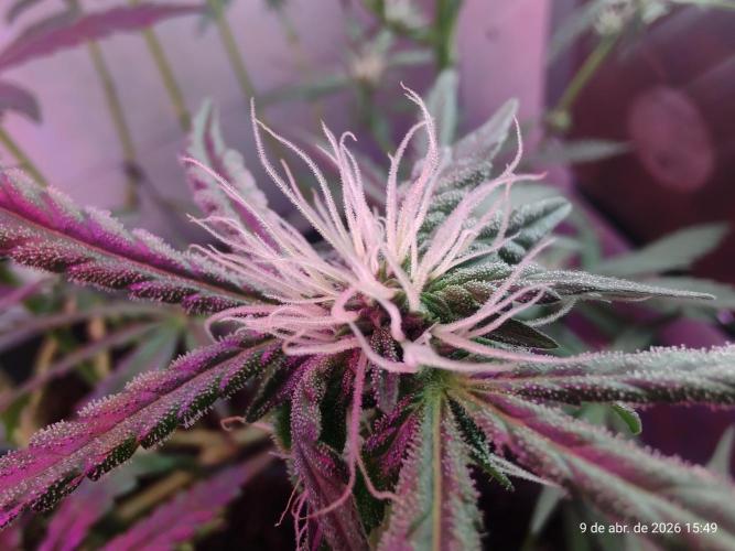 Skittles Pie. Week 12