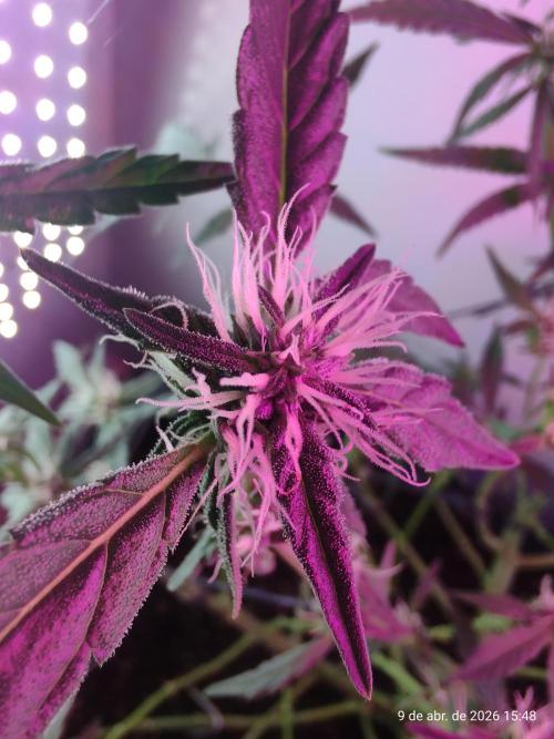 Skittles Pie. Week 12