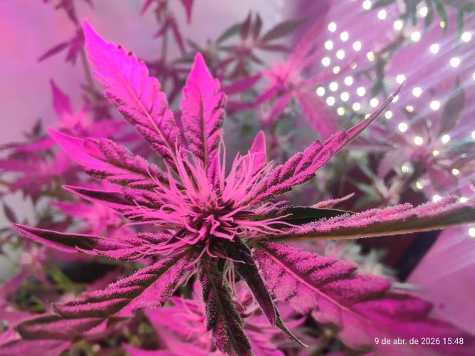 Skittles Pie. Week 12