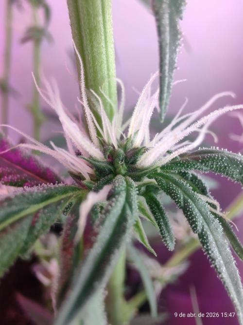 Skittles Pie. Week 12