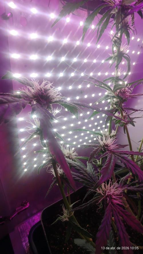 Skittles Pie. Week 13