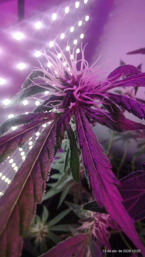 Skittles Pie. Week 13