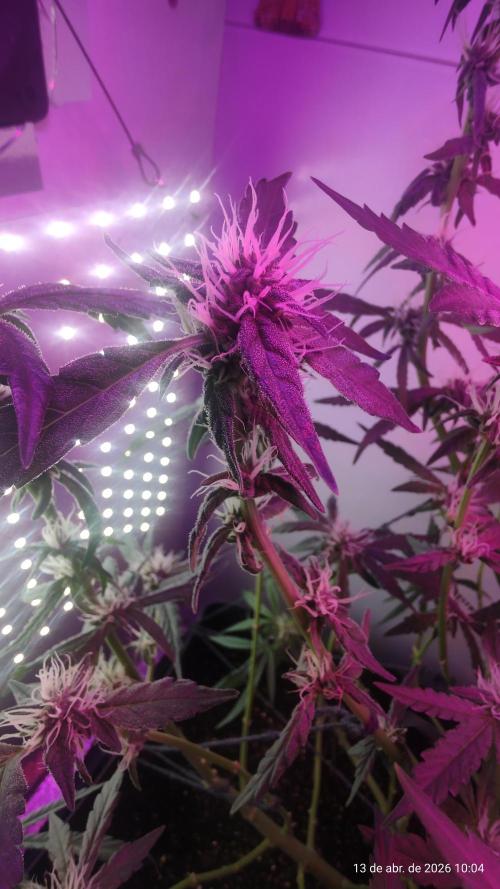 Skittles Pie. Week 13