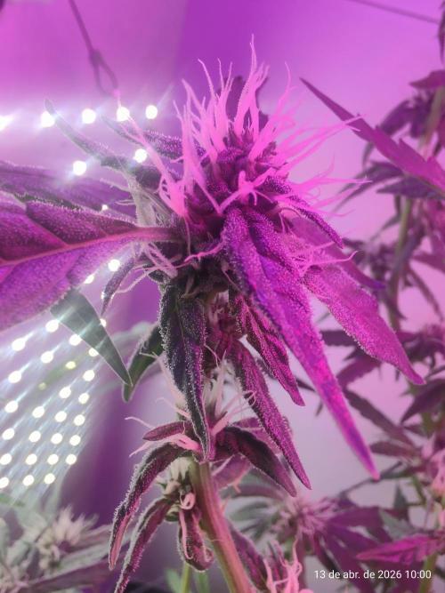 Skittles Pie. Week 13