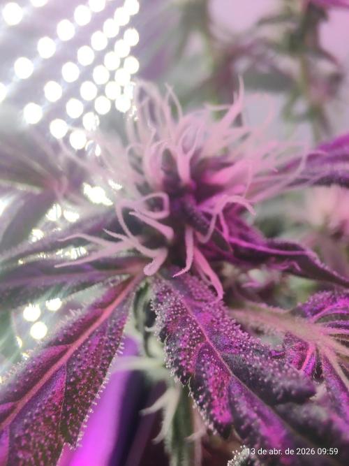 Skittles Pie. Week 13