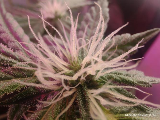Skittles Pie. Week 13