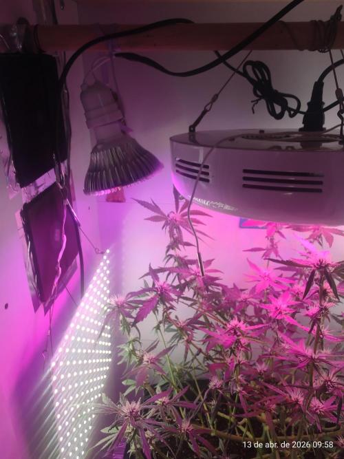 Skittles Pie. Week 13