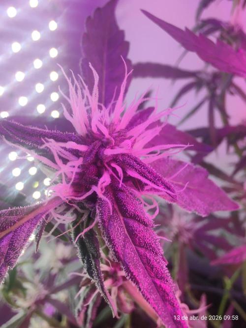 Skittles Pie. Week 13