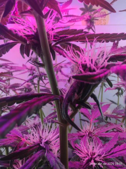 Skittles Pie. Week 13