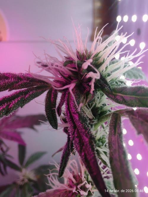 Skittles Pie. Week 13