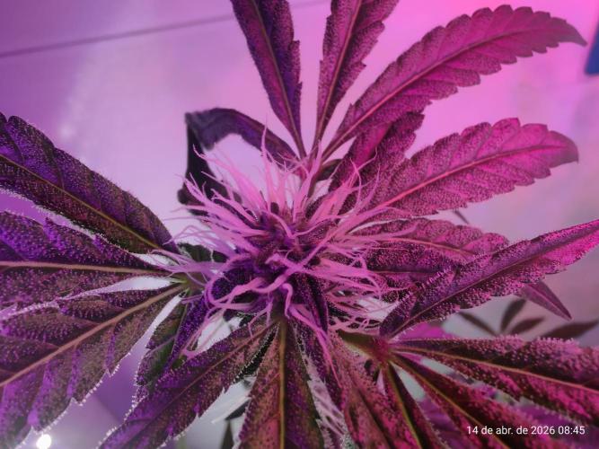 Skittles Pie. Week 13