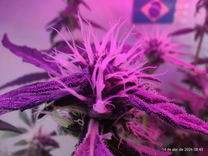 Skittles Pie. Week 13