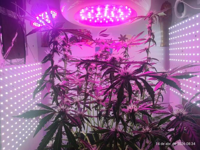 Skittles Pie. Week 13