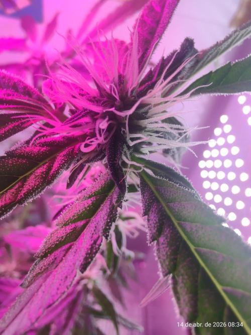Skittles Pie. Week 13