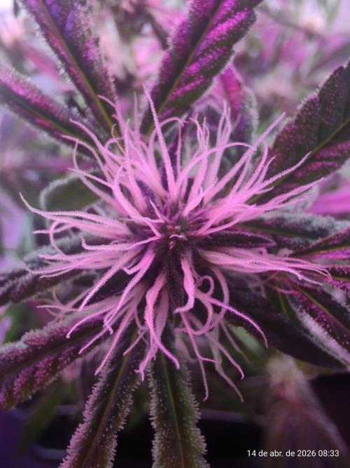 Skittles Pie. Week 13