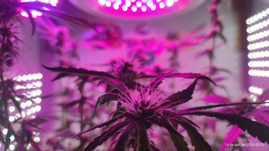 Skittles Pie. Week 13