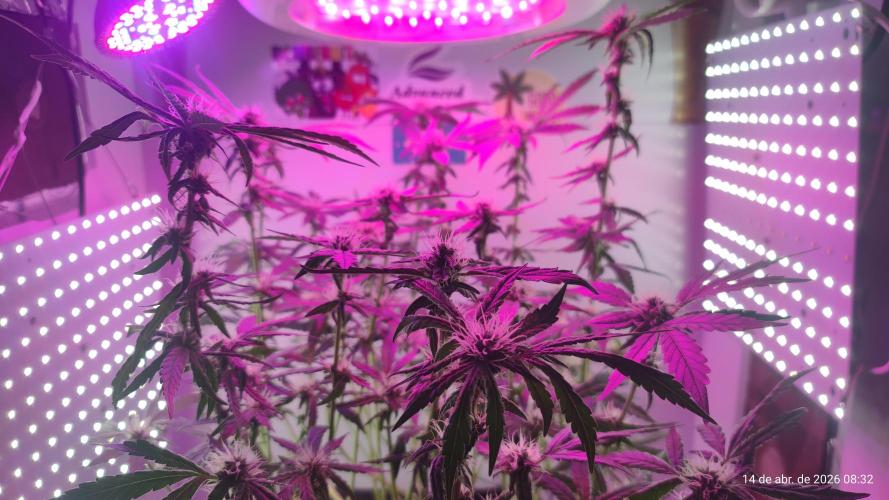 Skittles Pie. Week 13