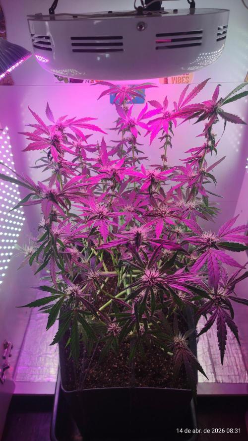 Skittles Pie. Week 13