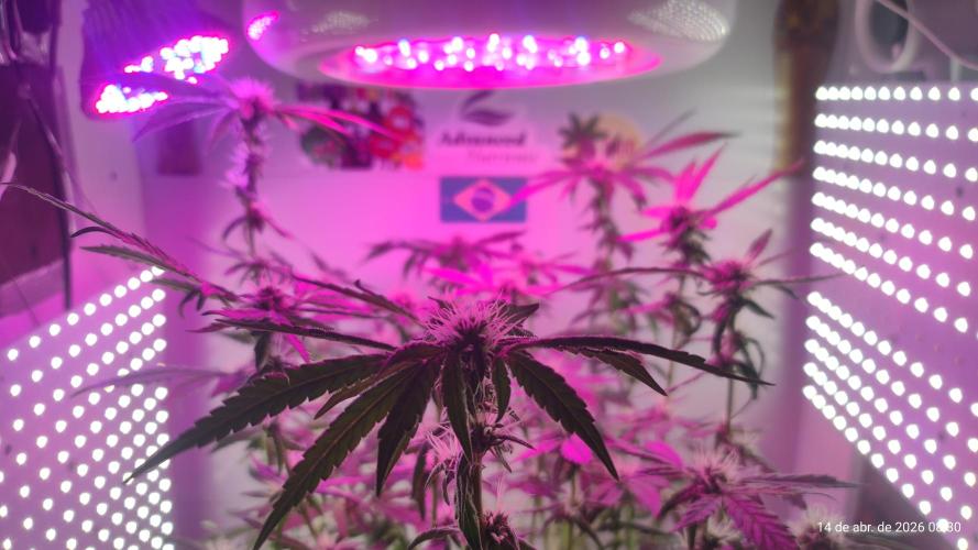 Skittles Pie. Week 13