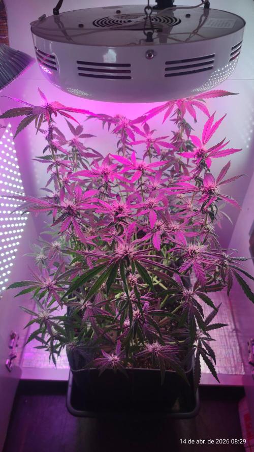 Skittles Pie. Week 13