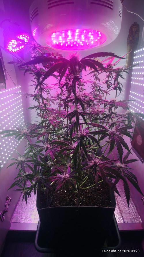 Skittles Pie. Week 13
