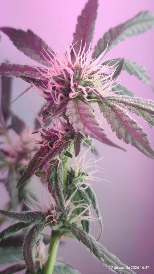 Skittles Pie. Week 13