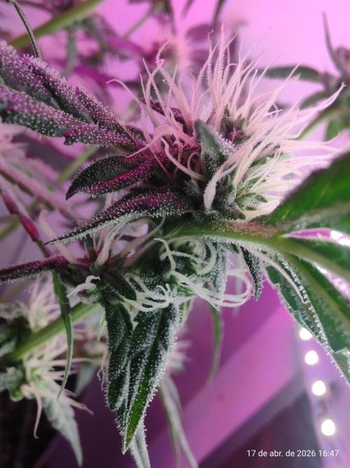 Skittles Pie. Week 13