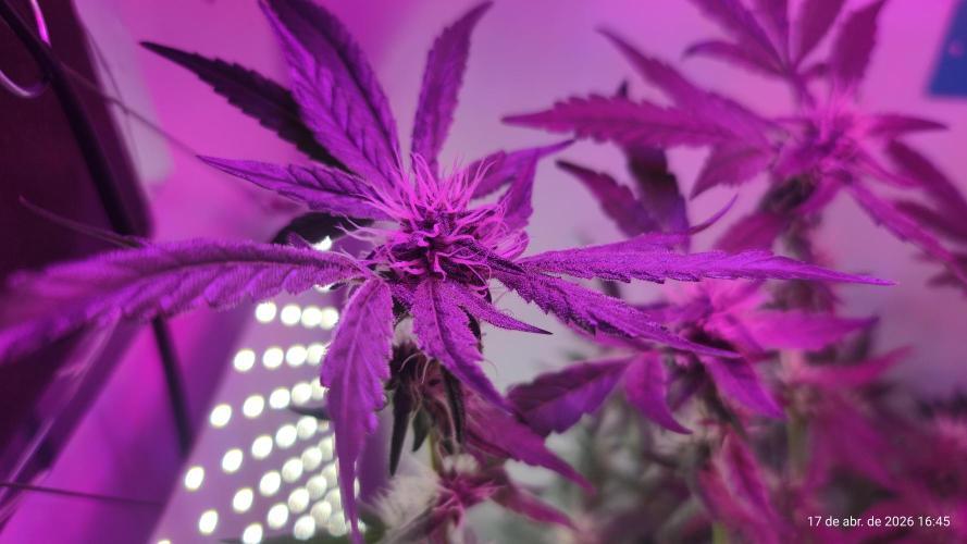 Skittles Pie. Week 13