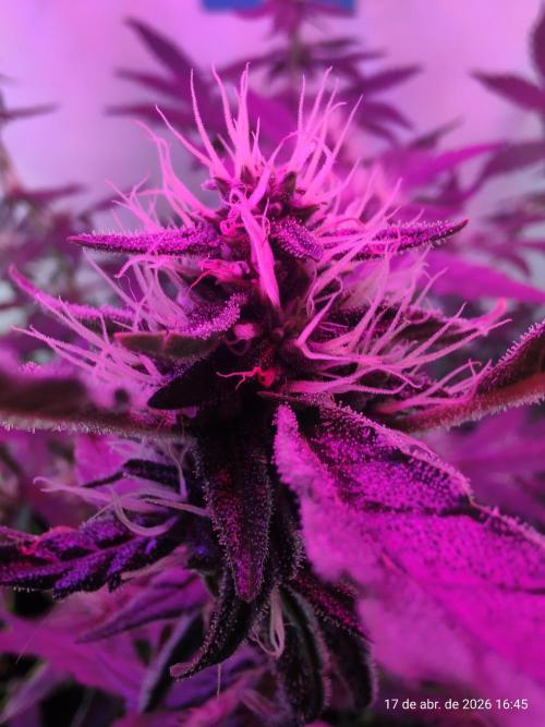 Skittles Pie. Week 13
