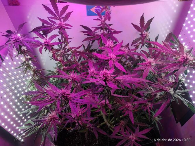 Skittles Pie. Week 13