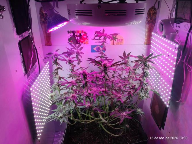 Skittles Pie. Week 13