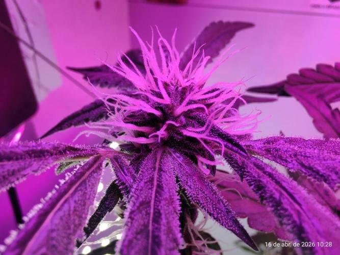 Skittles Pie. Week 13