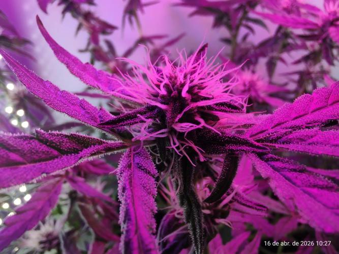 Skittles Pie. Week 13