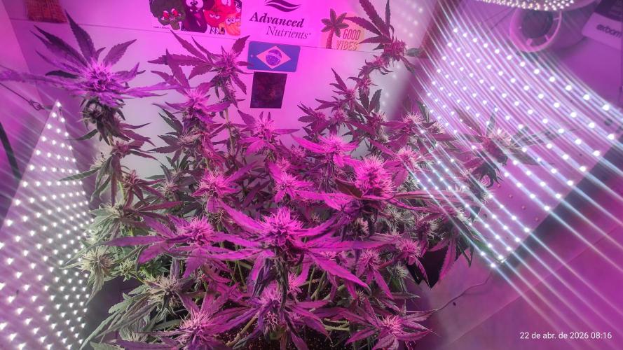 Skittles Pie. Week 14