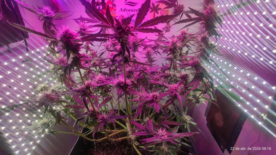 Skittles Pie. Week 14