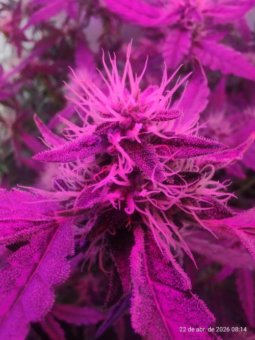 Skittles Pie. Week 14