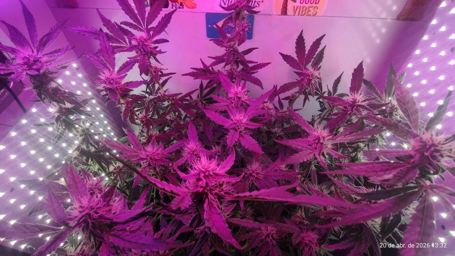 Skittles Pie. Week 14