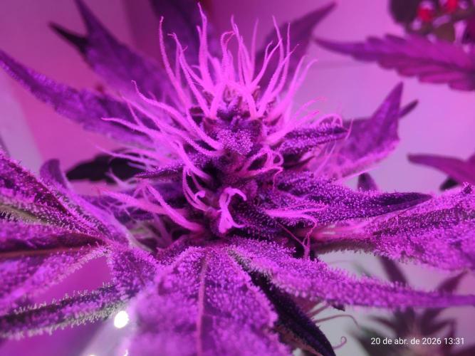 Skittles Pie. Week 14