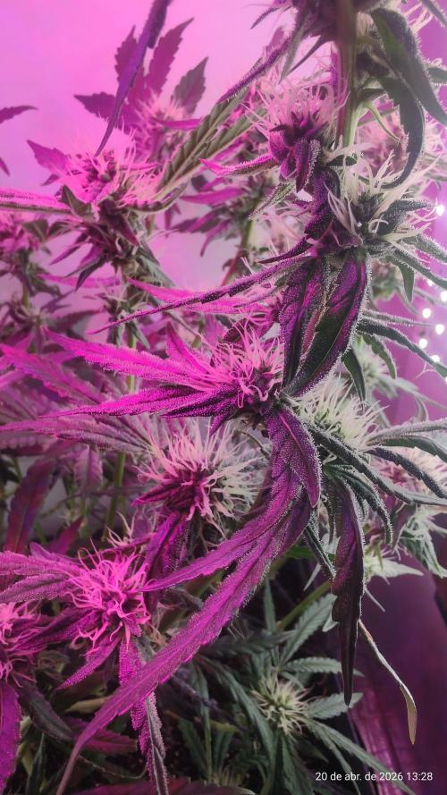 Skittles Pie. Week 14