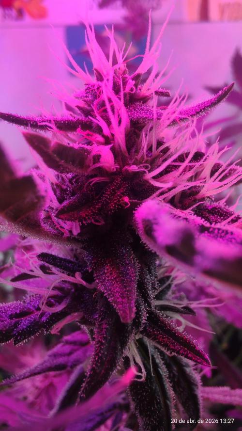 Skittles Pie. Week 14