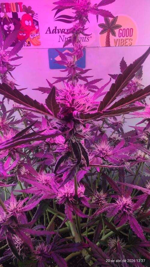 Skittles Pie. Week 14