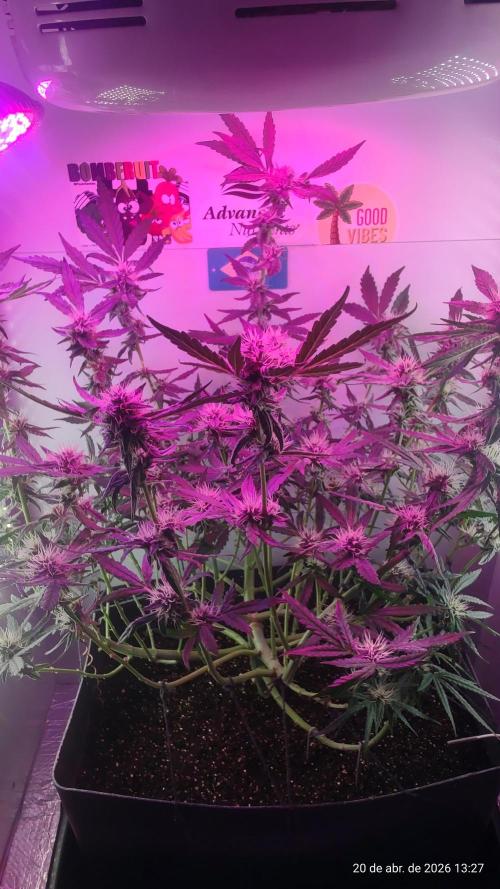 Skittles Pie. Week 14