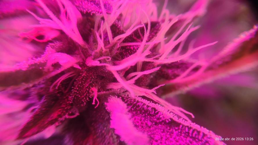 Skittles Pie. Week 14