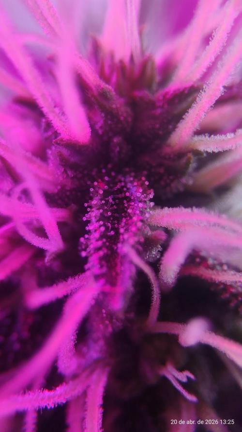 Skittles Pie. Week 14