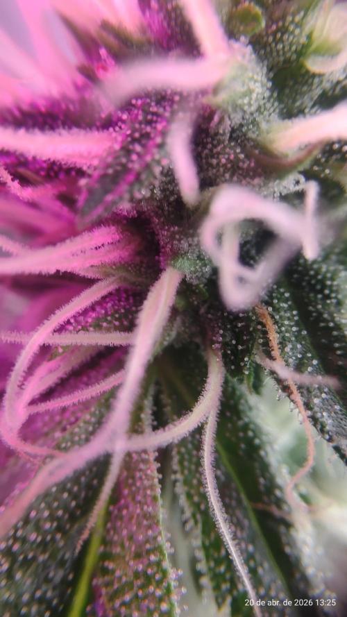 Skittles Pie. Week 14
