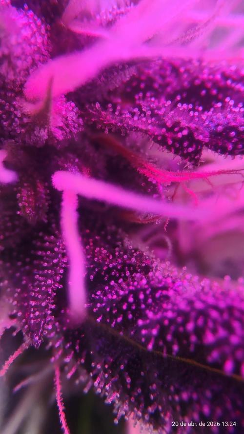 Skittles Pie. Week 14